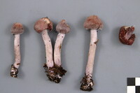 Cortinarius traganus image